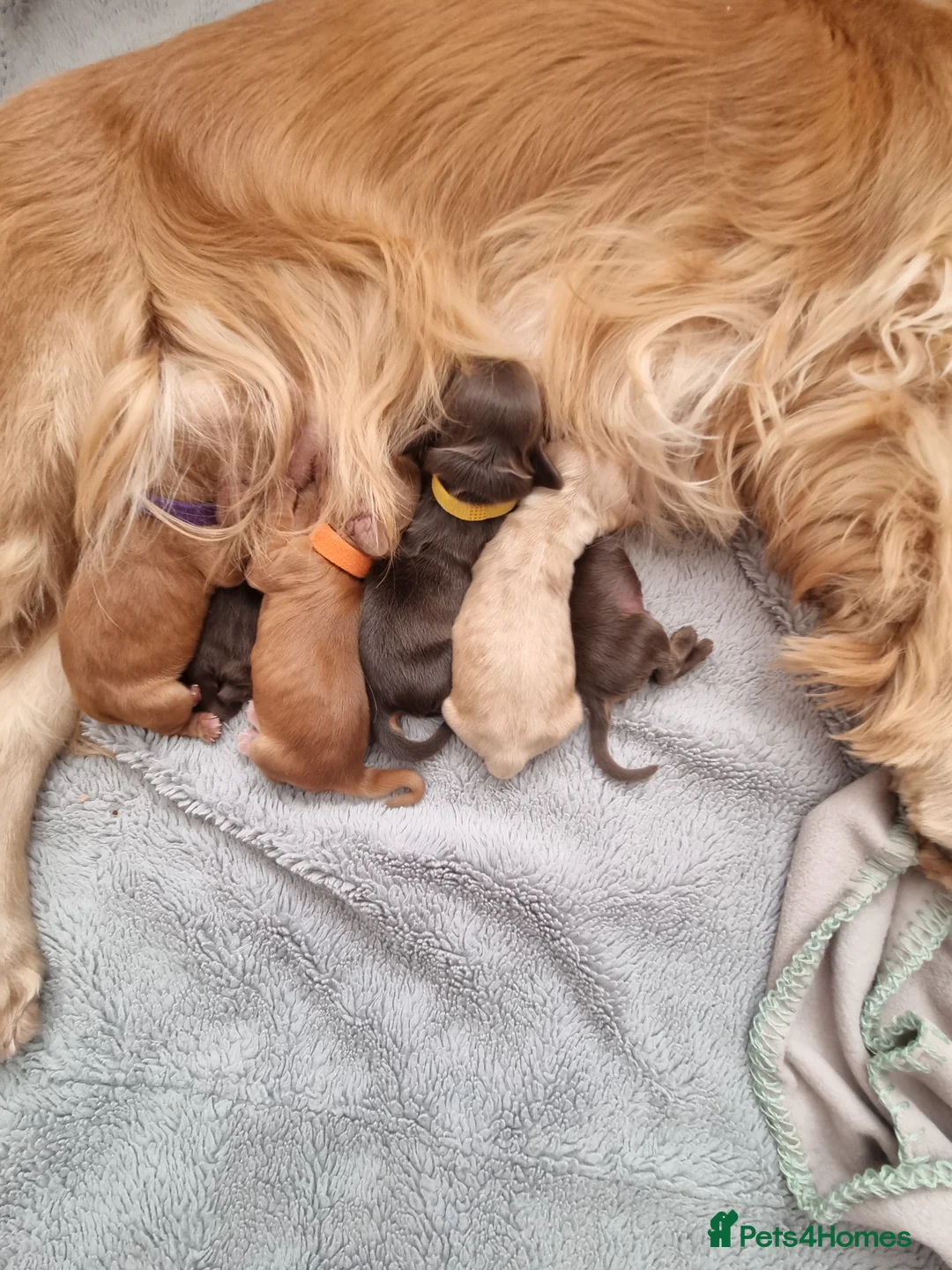 Cocker Spaniel dogs for sale: KC Registered Show cockers  in Doncaster - Advert 1