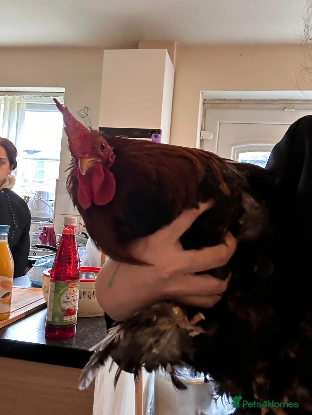 Budgerigars birds for sale: ROOSTER CHICKEN FOR FREE! - Advert 2