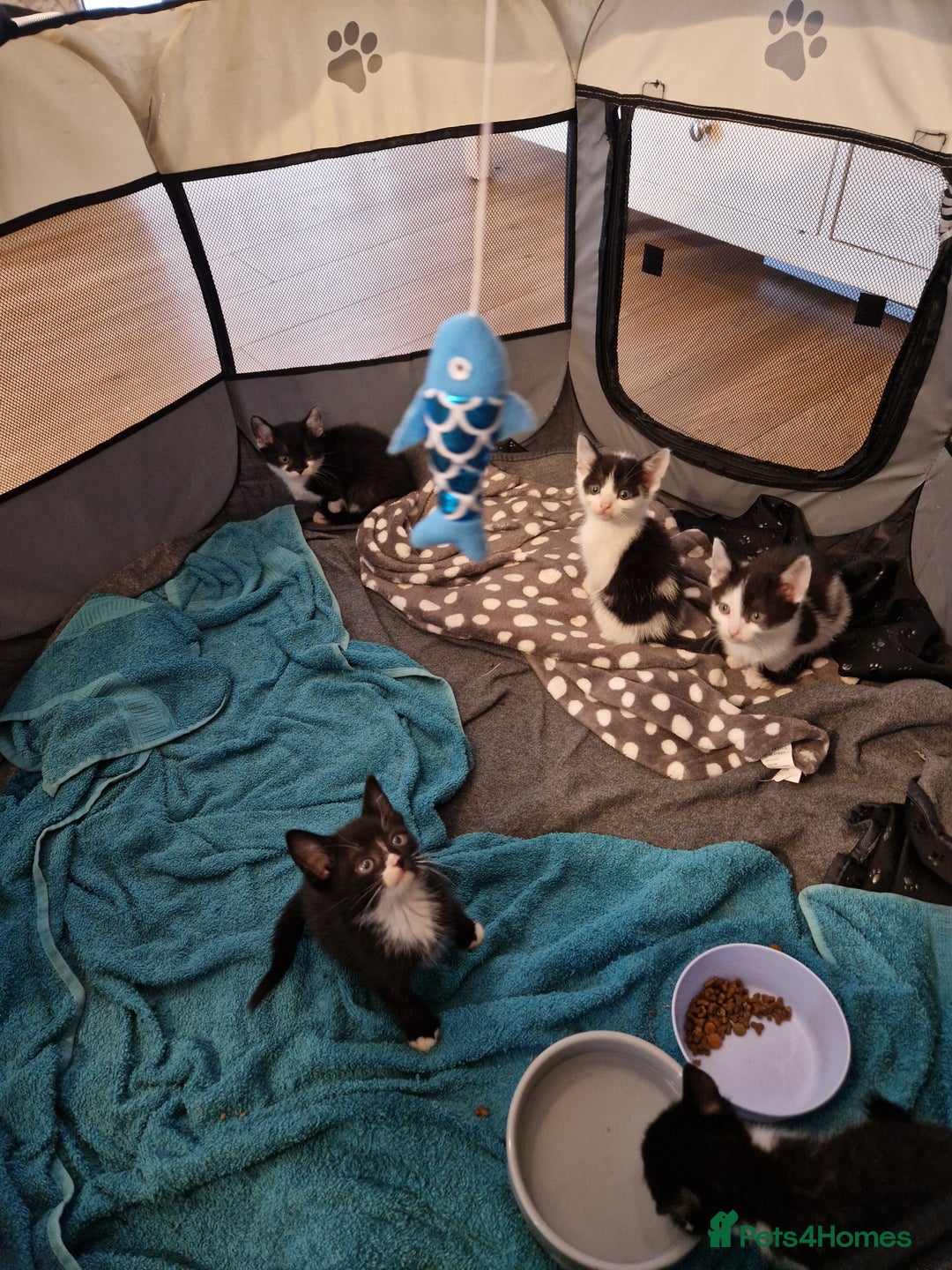 Mixed Breed cats for sale: £50 for a pair READY NOW 8 week old kittens - Image 14