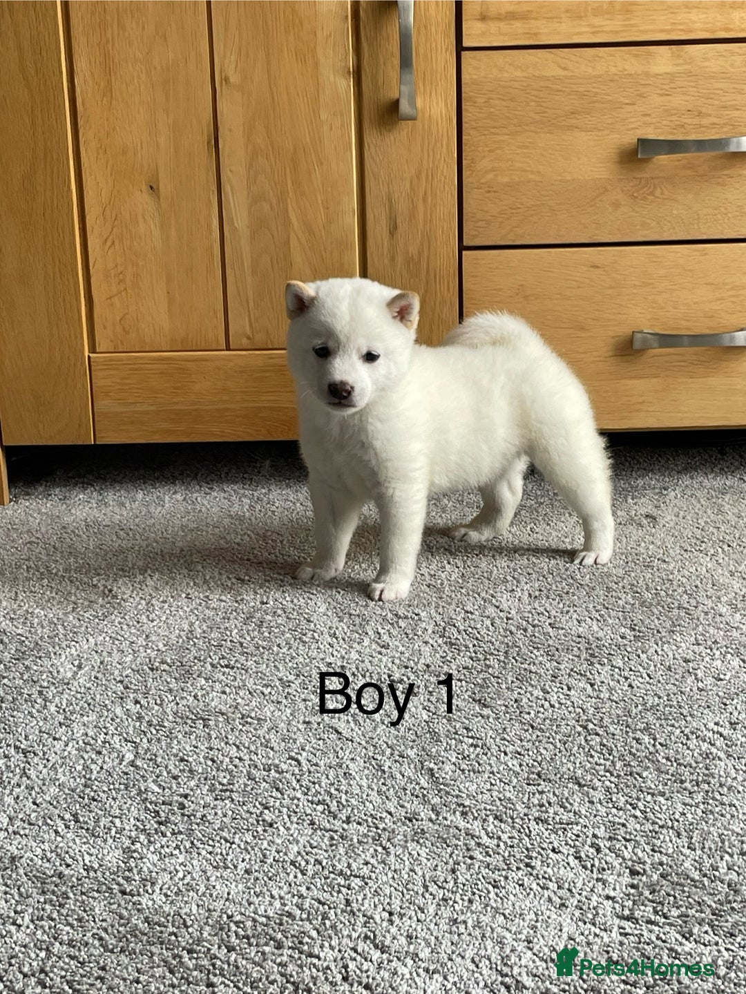 Japanese Shiba Inu dogs for sale: Health Tested Japanese Shiba Inu Puppies - Image 6