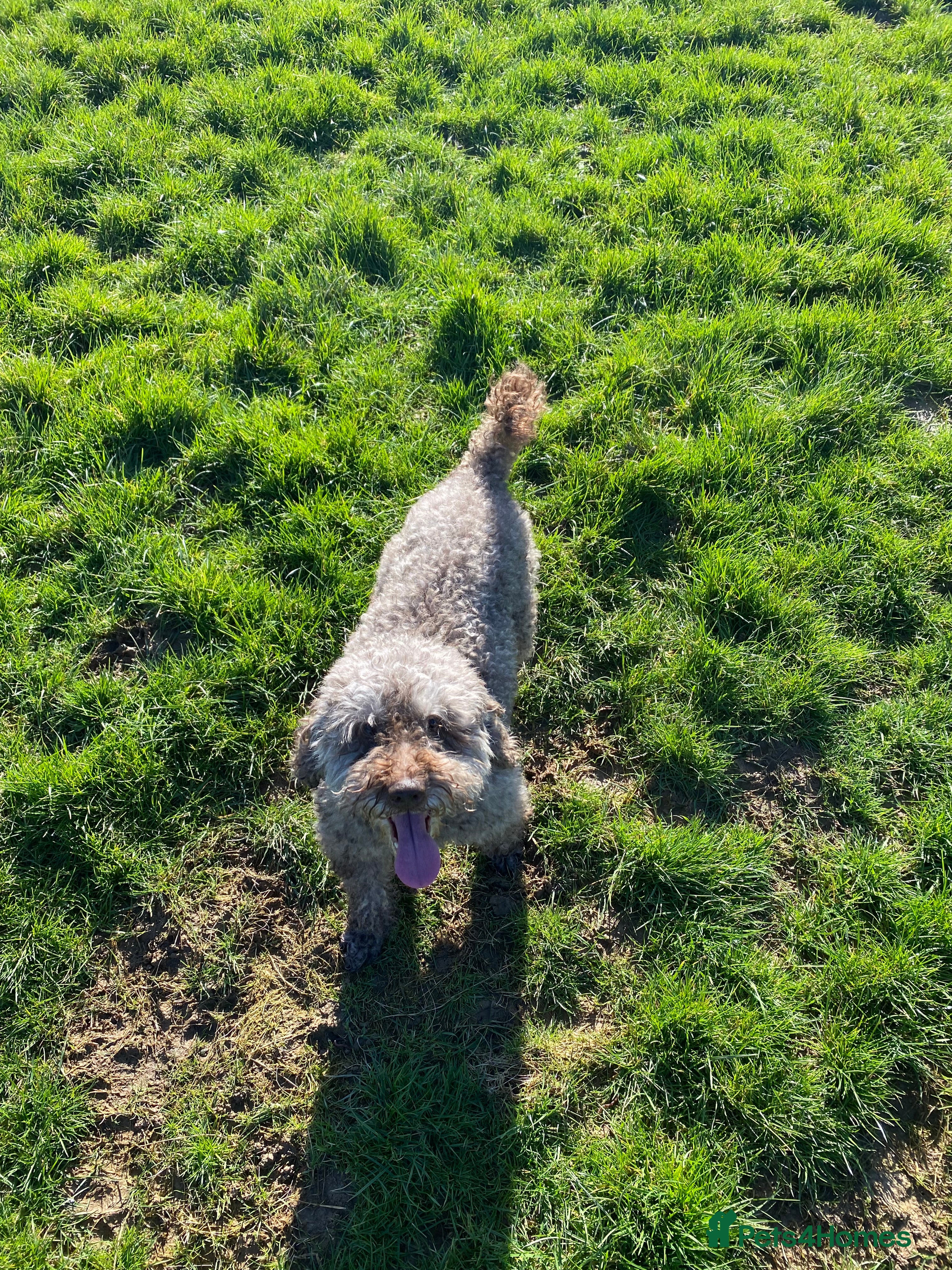 Miniature Poodle dogs Mini poodle male  - Advert 1