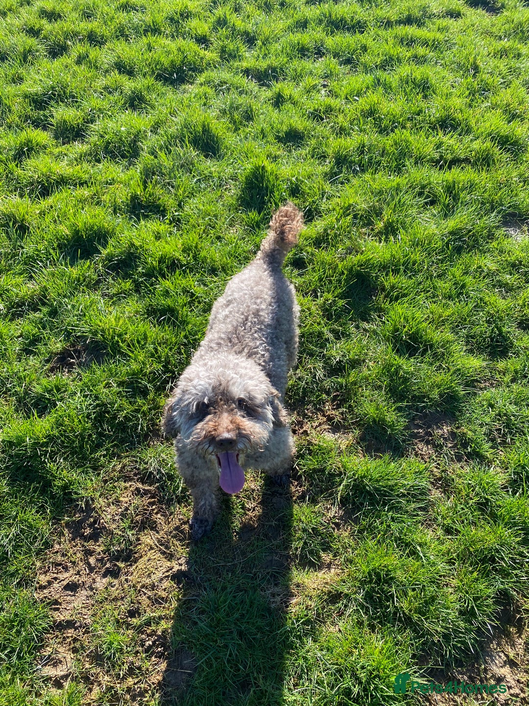 Miniature Poodle dogs for sale: Mini poodle male  - Advert 1