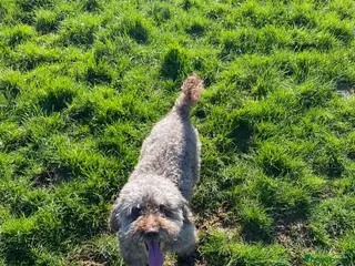 Miniature Poodle dogs Mini poodle male - Advert 2