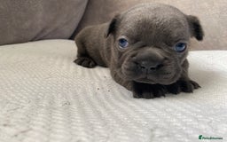 French Bulldog dogs for sale: French bulldogs puppy’s for sale - Advert 12