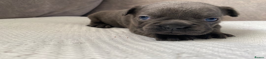 French Bulldog Puppy 4