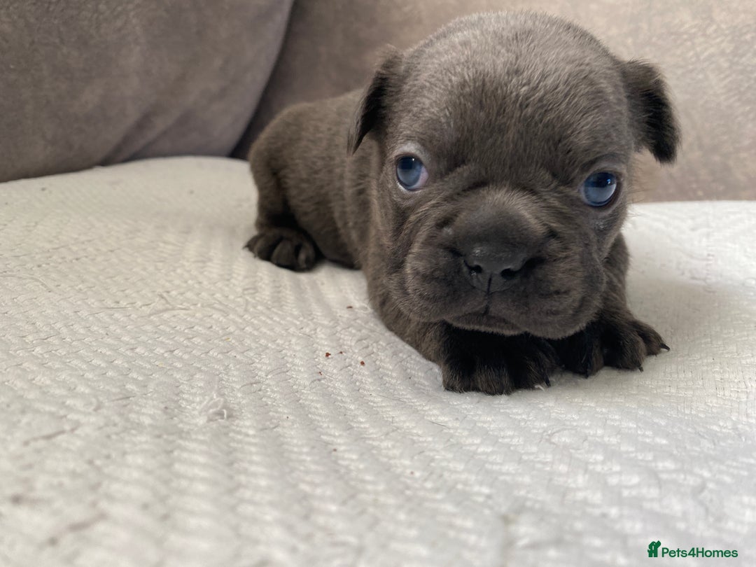 French Bulldog dogs for sale: French bulldogs puppy’s for sale - Advert 12