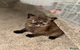 British Shorthair cats for sale: British shorthair kittens READY NOW❤️ - Image 7