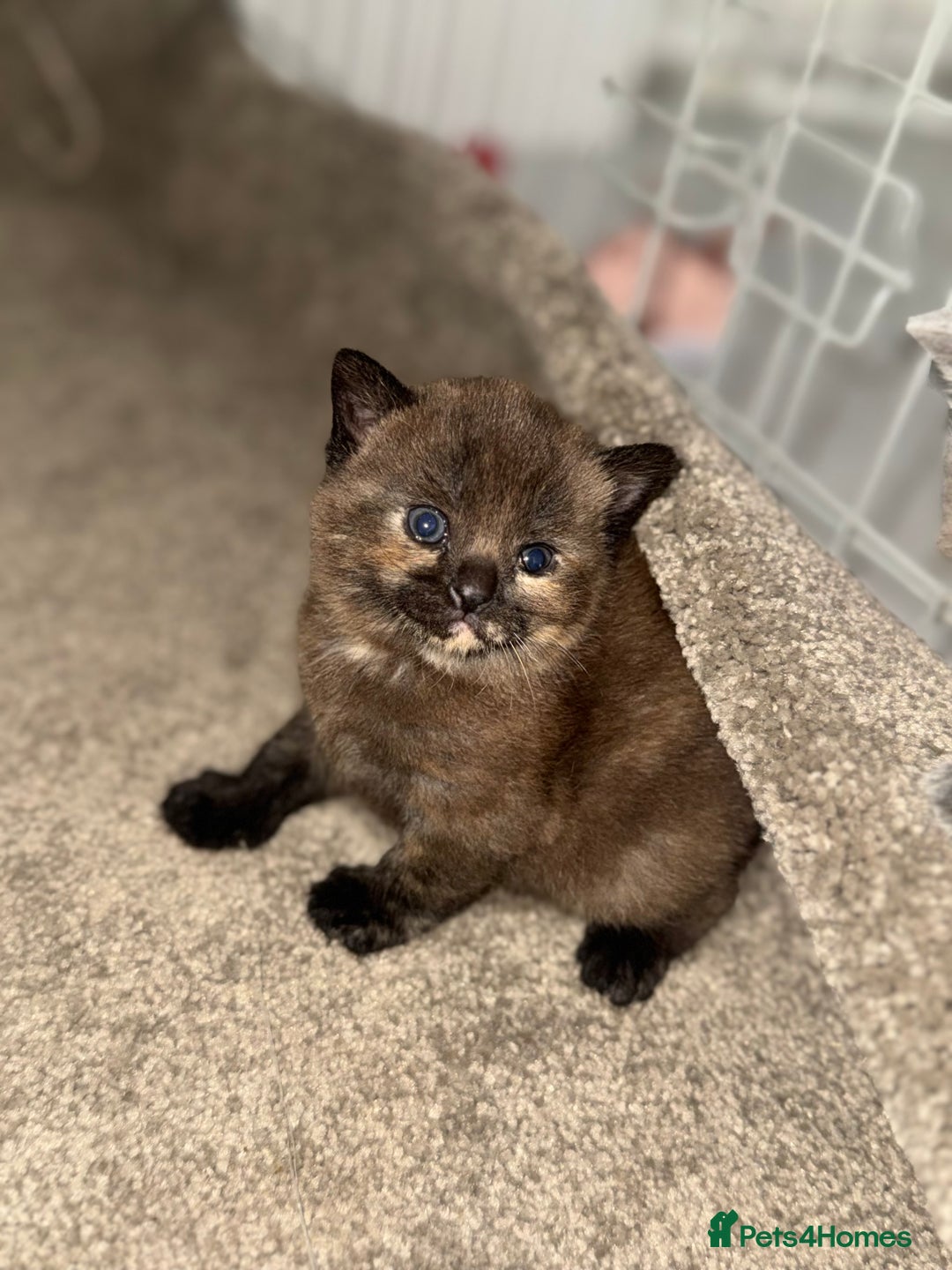 British Shorthair cats for sale: British shorthair kittens READY NOW❤️ - Image 7