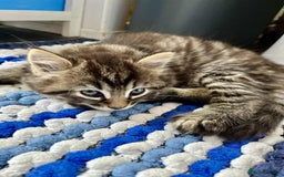 Mixed Breed cats for sale: Beautifull fluffy kittens  - Image 13