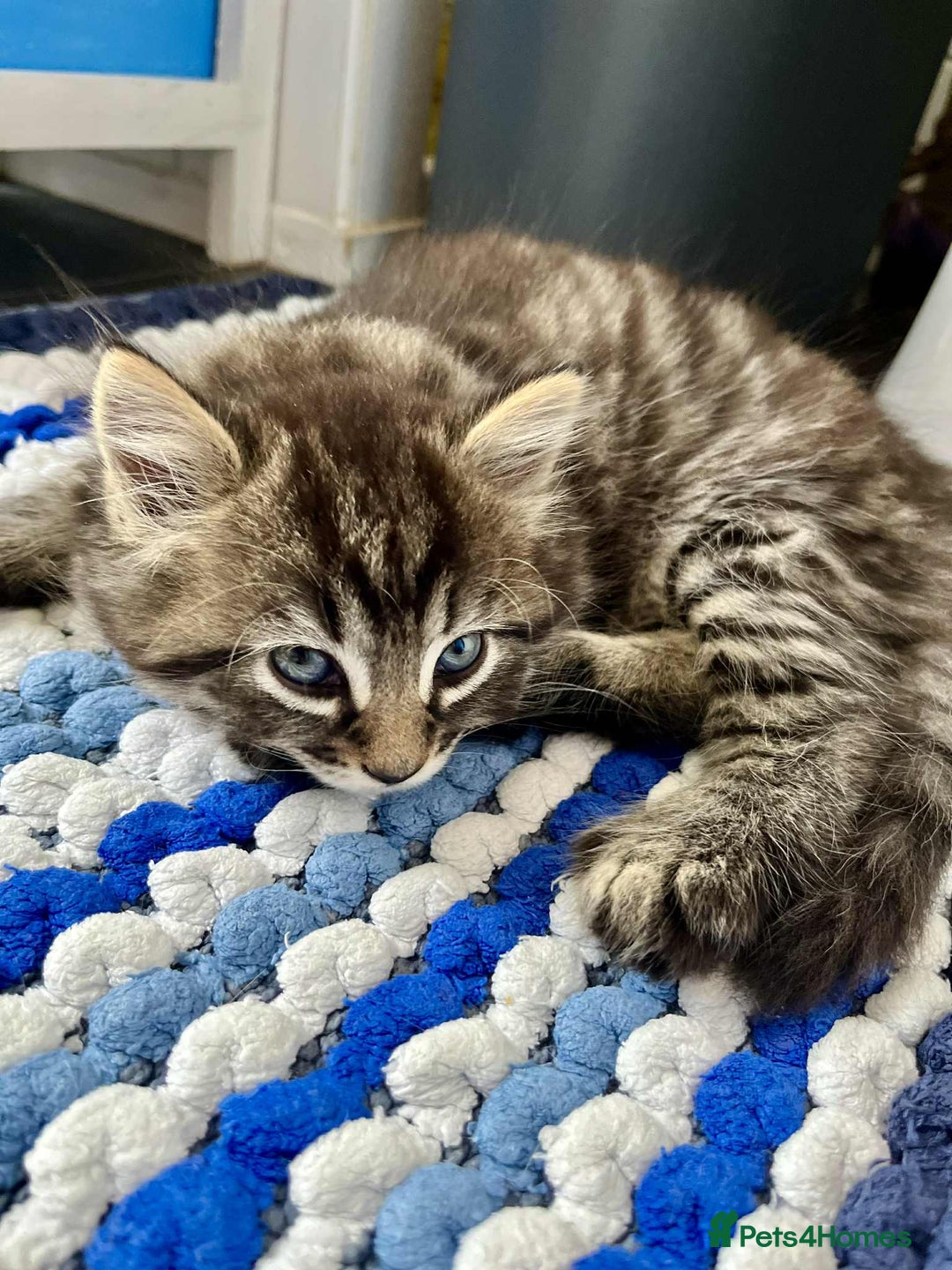 Mixed Breed cats for sale: Beautifull fluffy kittens  - Image 13