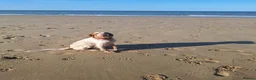English Setter dogs for sale: Rare English Setter  in Great Yarmouth - Advert 3