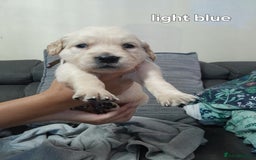 Golden Retriever dogs for sale: Amazing Golden Retrievers for sale  - Image 9