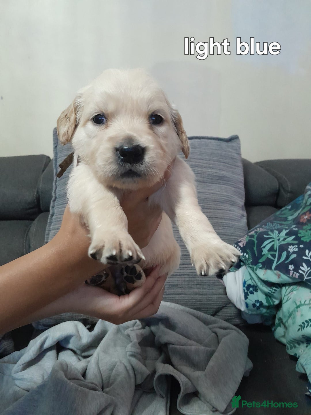 Golden Retriever dogs for sale: Amazing Golden Retrievers for sale  - Image 9