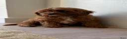Cavapoo dogs for sale: Stunning Cavapoo puppies  - Advert 3