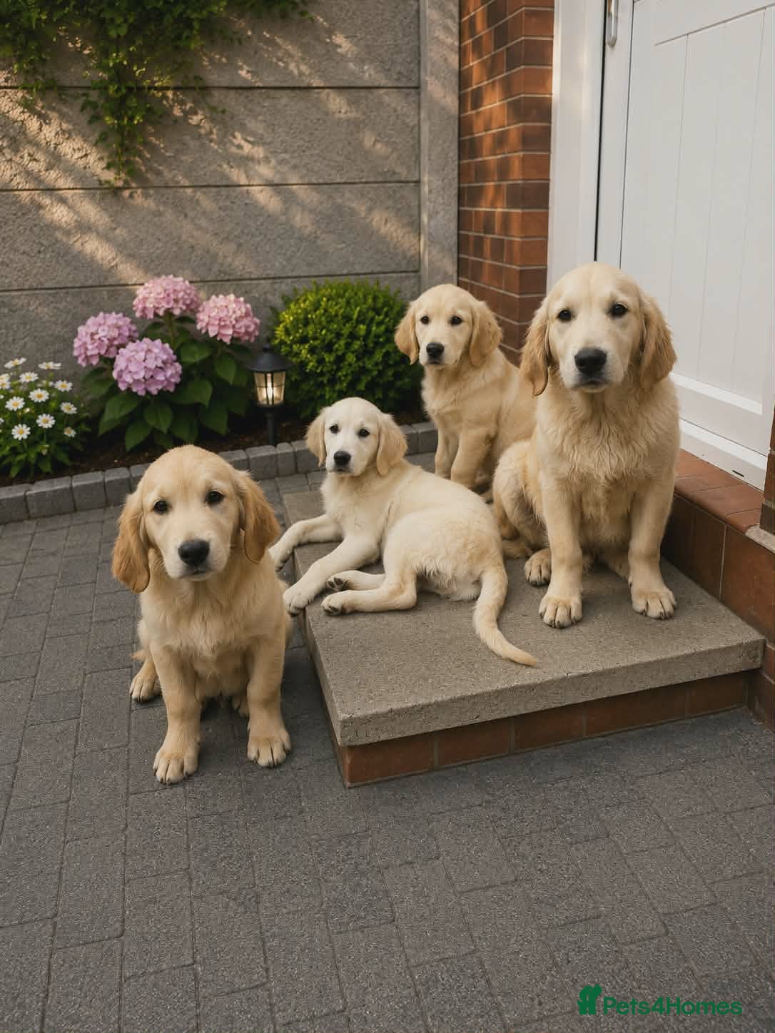 Golden Retriever dogs Golden retriever - Advert 13