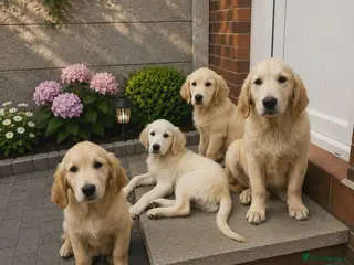 Golden Retriever dogs Golden retriever - Advert 1