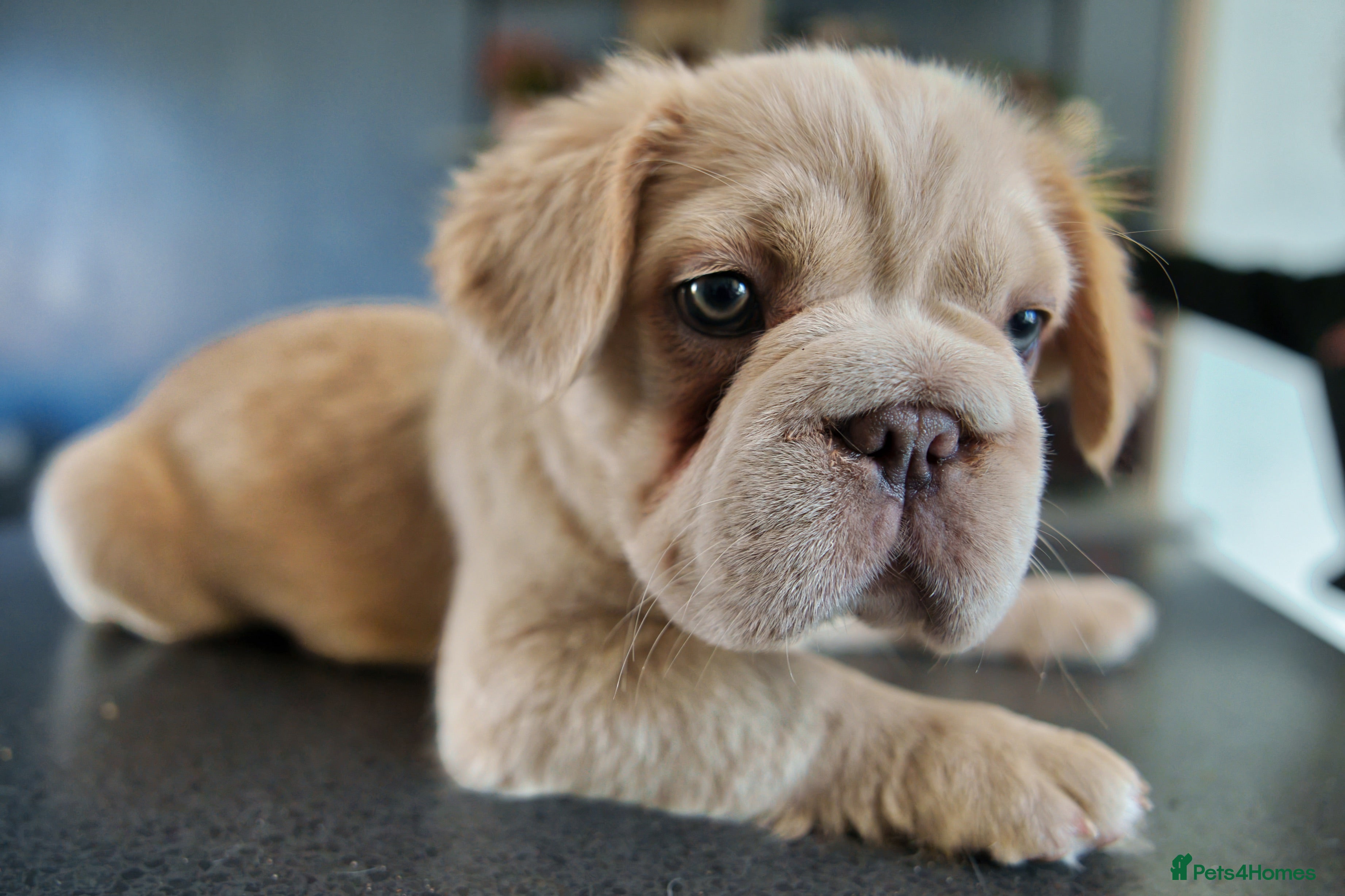 French Bulldog dogs HOME-BRED FLUFFY FRENCHY•Platinum •KC&DNA• 4 LEFT - Advert 2