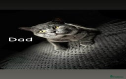 British Shorthair cats for sale: British shorthair kittens  - Image 9
