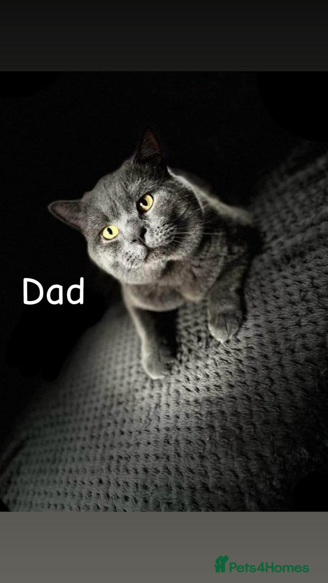 British Shorthair cats for sale: British shorthair kittens  - Image 9