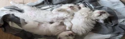 Ragdoll cats for sale: Gorgeous Ragdoll ready to leave 11 July - Advert 9