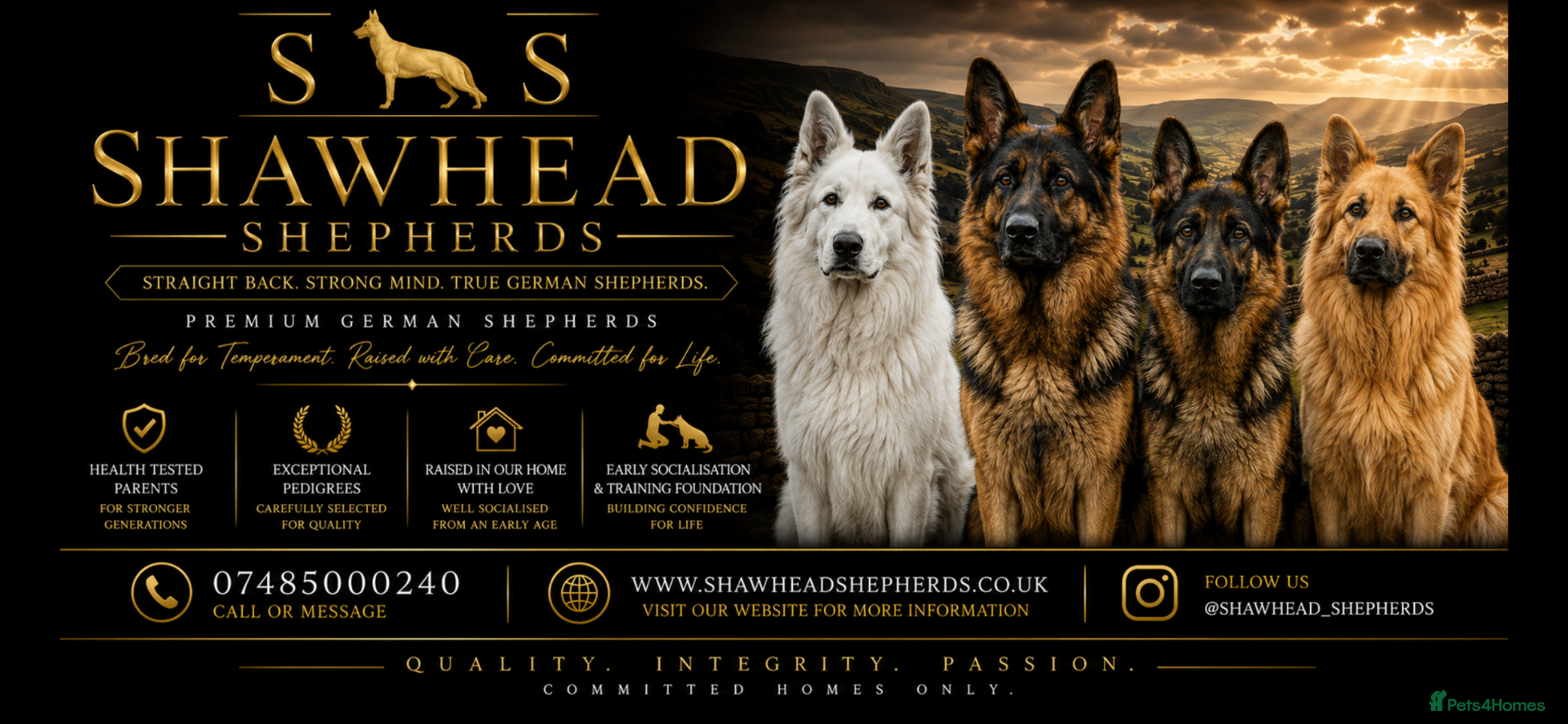 German Shepherd dogs Shawhead Shepherds  - Advert 2