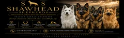 German Shepherd dogs for sale: Shawhead Shepherds  - Advert 1