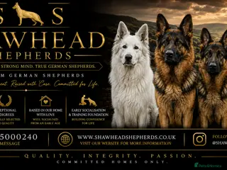 German Shepherd dogs Shawhead Shepherds - Advert 1