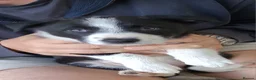 Border Collie dogs for sale: Gorgeous Border Collie Pups in Beaconsfield - Advert 5