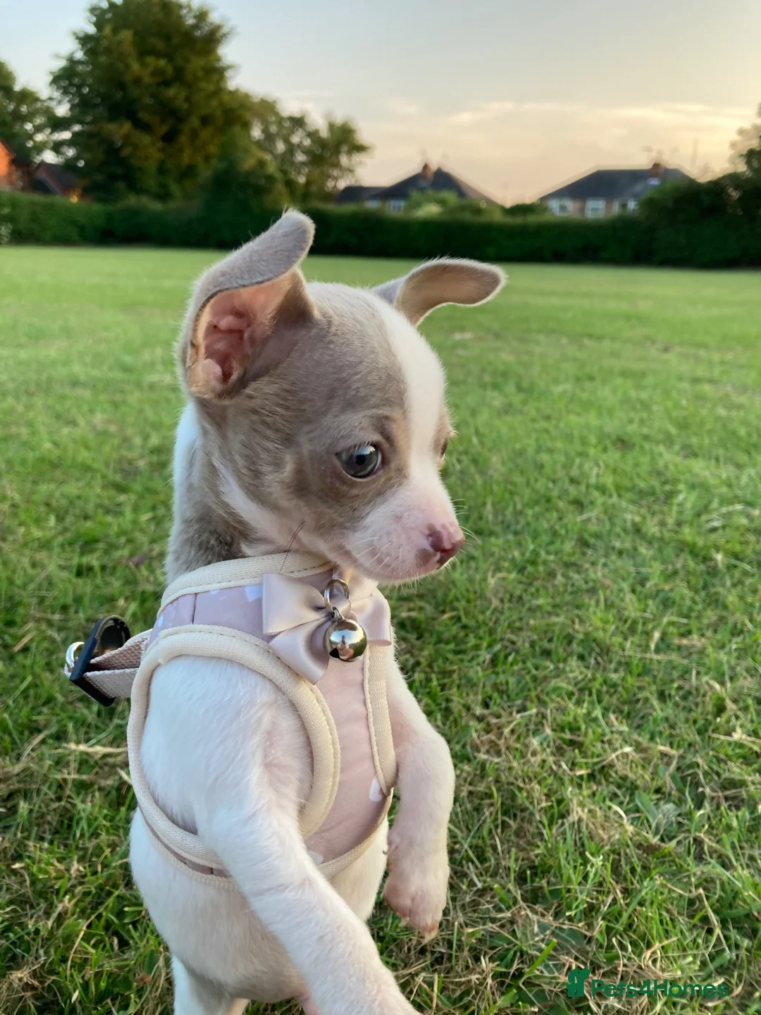 Chihuahua dogs for stud: 🐾 CHIHUAHUA 🐾 for stud, 3 years old  - Advert 6