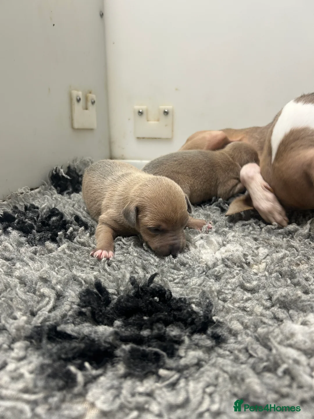 Italian Greyhound dogs for sale: 5⭐️Licensed breeder. Tiny Italian greyhound pups - Advert 4