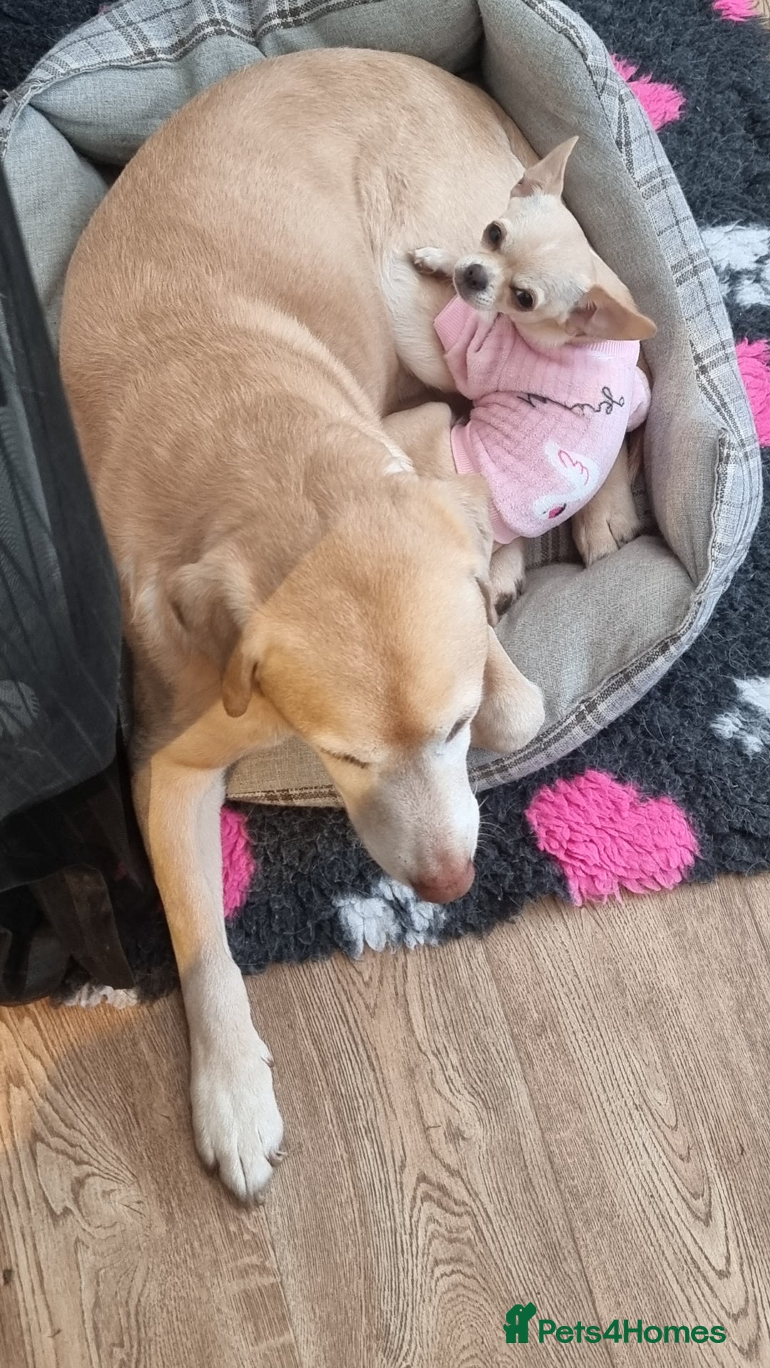 Chihuahua dogs for sale: Cream Chihuahua and pomeranian for sale - Image 3