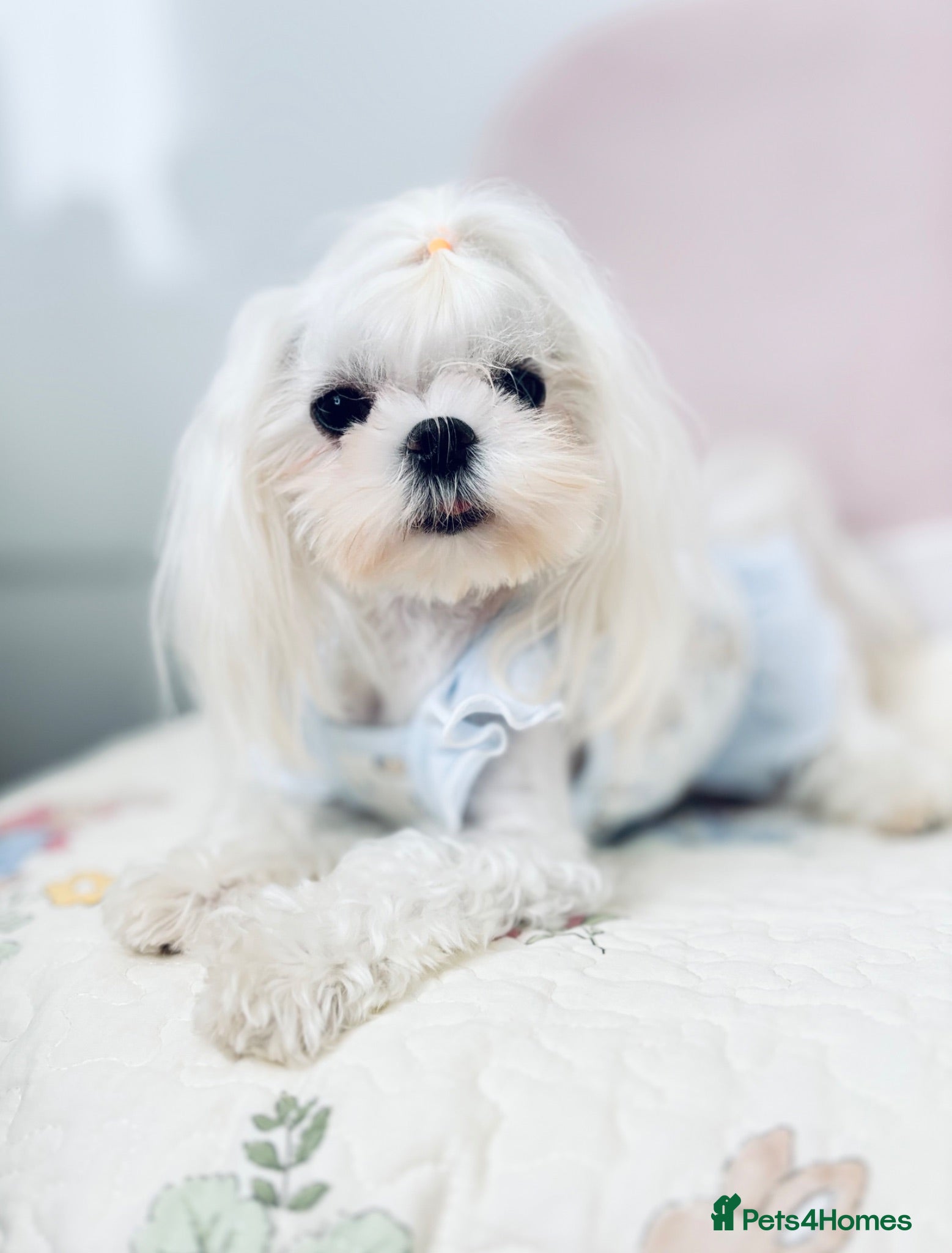 Maltese dogs ✨Exceptional Full Korean Maltese Boy✨ - Advert 2
