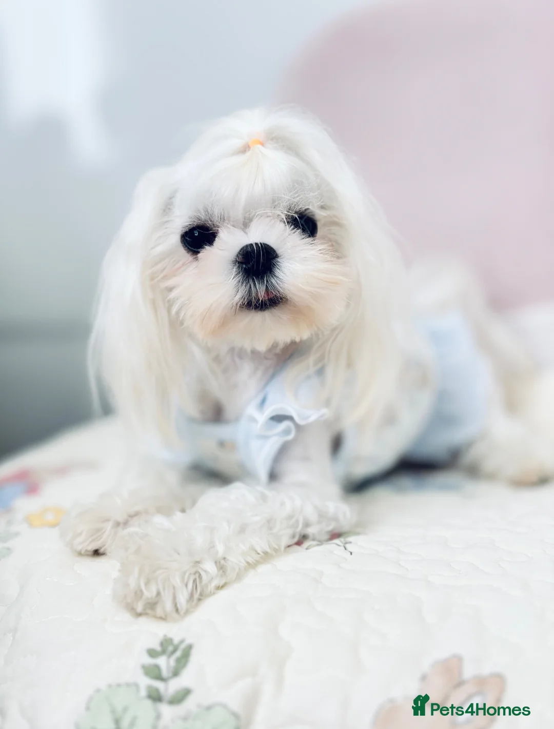 Maltese dogs for sale: ✨Exceptional Full Korean Maltese Boy✨ - Advert 2