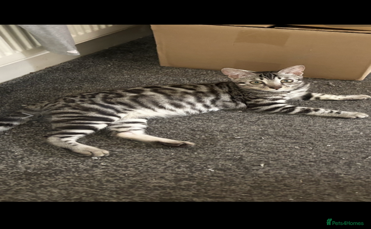 Bengal cats - Advert 3