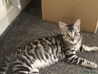 Bengal cats - Advert 7