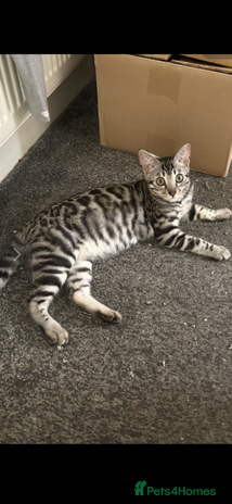 Bengal cats - Advert 10