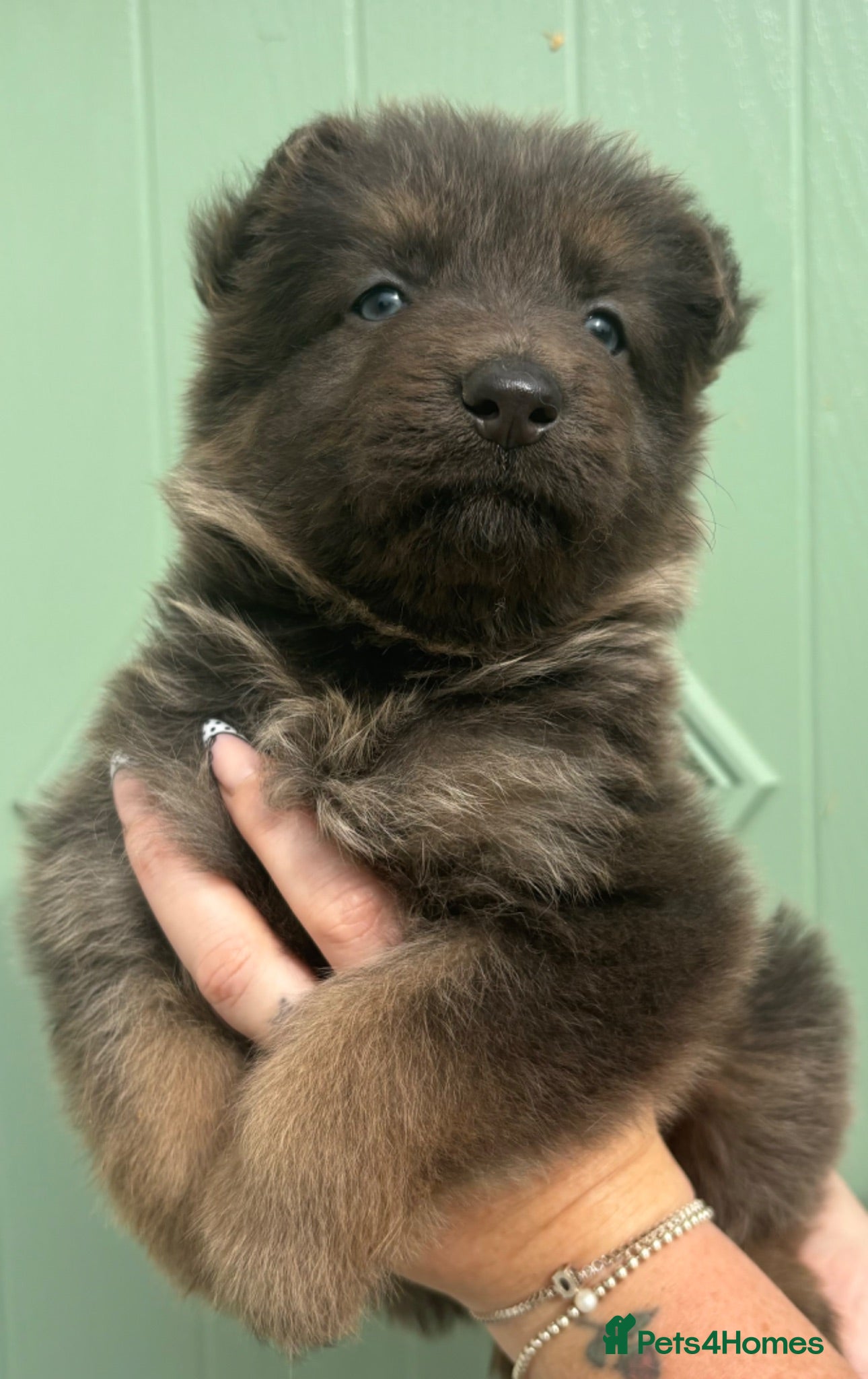 German Shepherd dogs *Stunning KC German Shepherds* - Advert 2