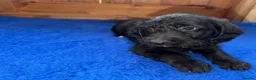 Labradoodle dogs for sale: Ready to leave. Beautiful puppies 😍😍 - Advert 7