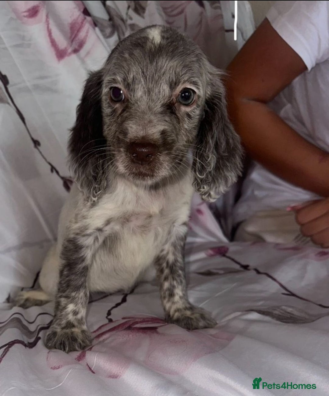 Cocker Spaniel dogs for sale: 7 beautiful cocker spaniel puppies  - Image 5