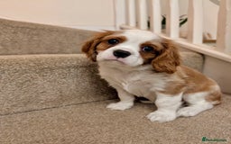 Cavalier King Charles Spaniel dogs for sale: Fully health tested CKCS 🐶💙🐾 - Image 38