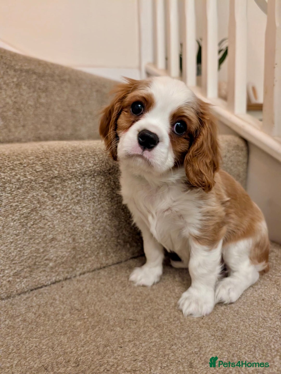 Cavalier King Charles Spaniel dogs for sale: Fully health tested CKCS 🐶💙🐾 - Image 38