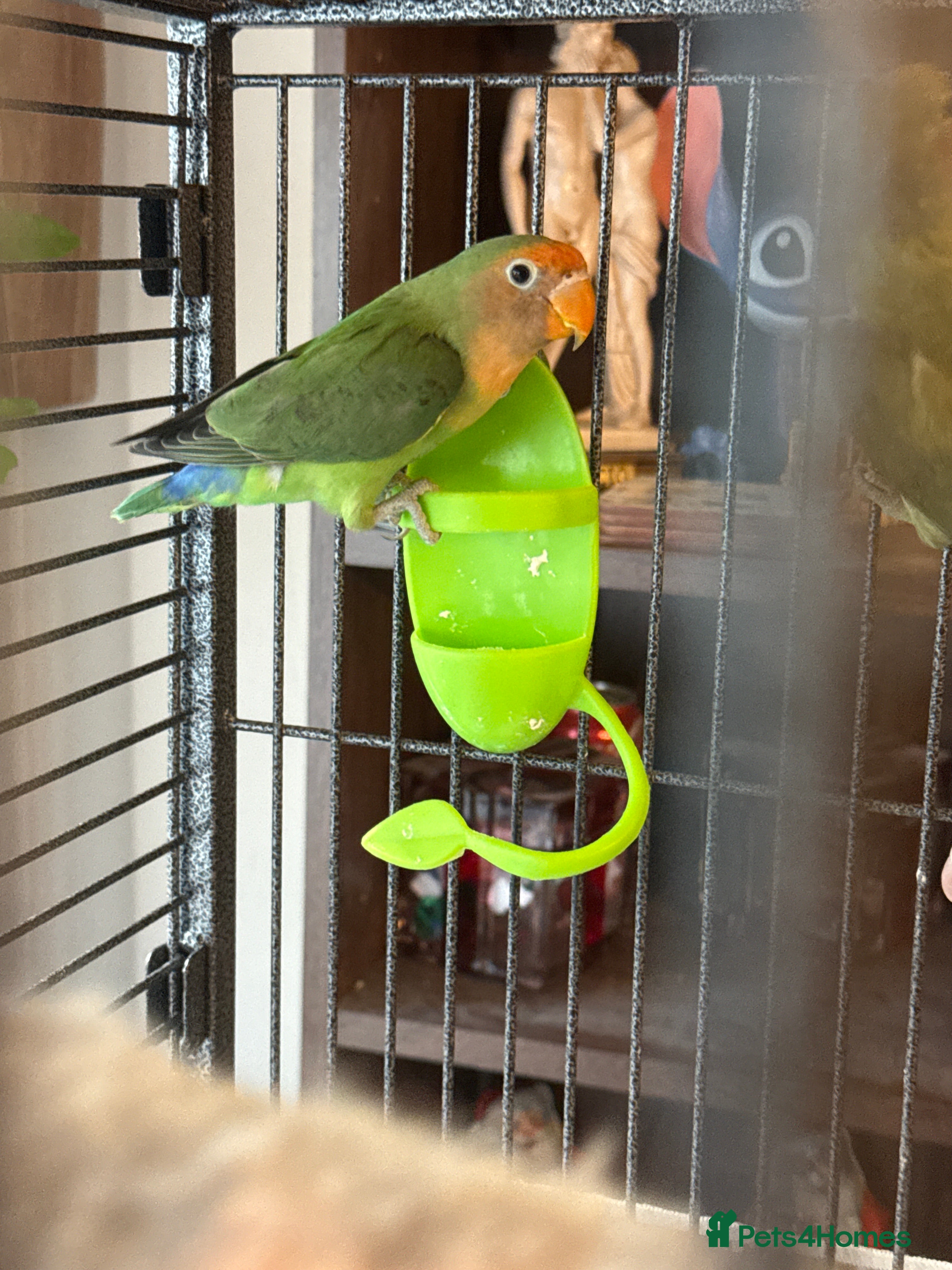 Lovebirds birds Lovebirds in Harlow - Advert 1