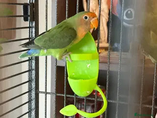 Lovebirds birds Lovebirds in Harlow - Advert 14