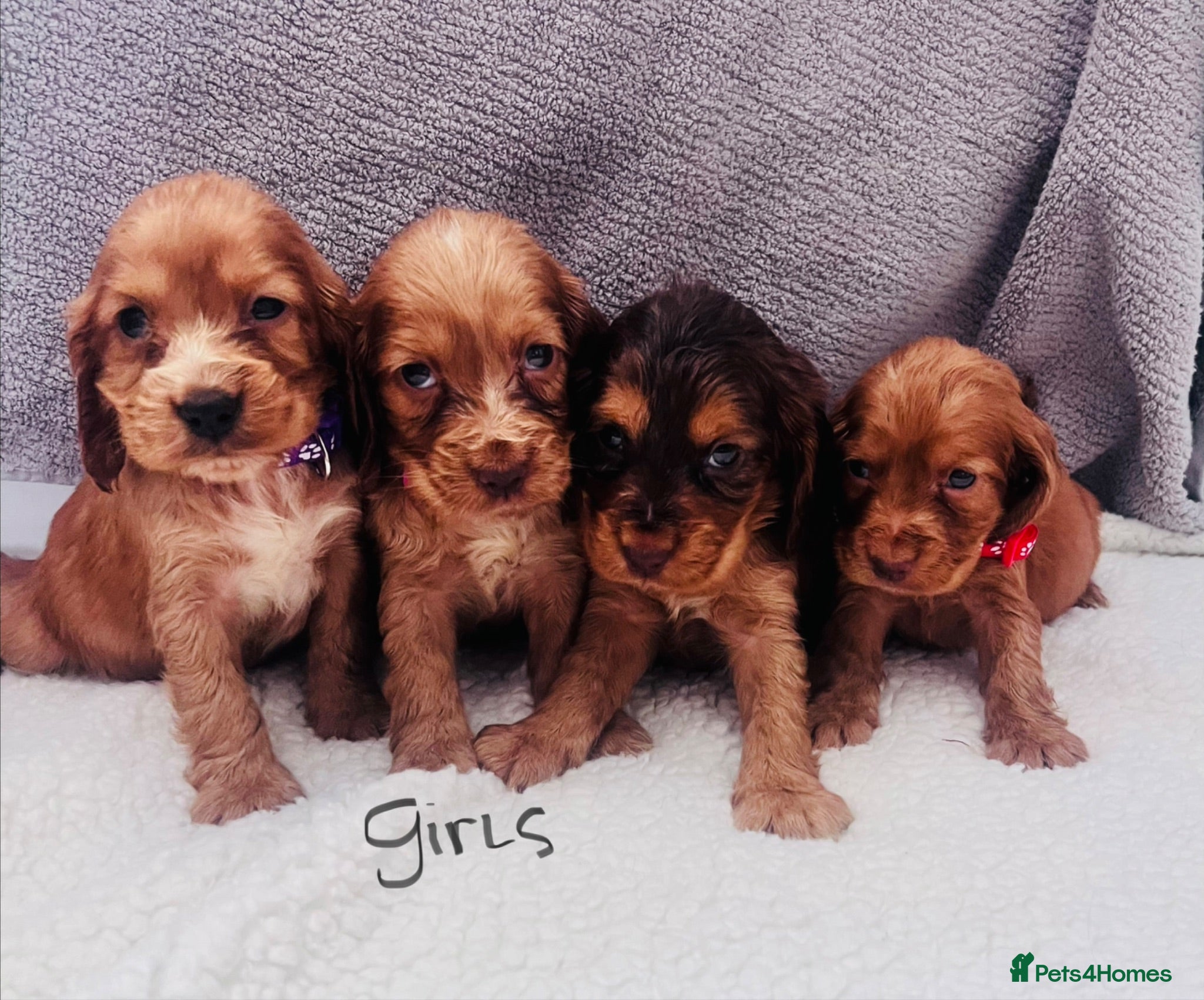 Cocker Spaniel dogs Gorgeous small Cocker spaniels - Advert 1