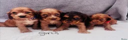 Cocker Spaniel dogs for sale: Cocker spaniel - Advert 10