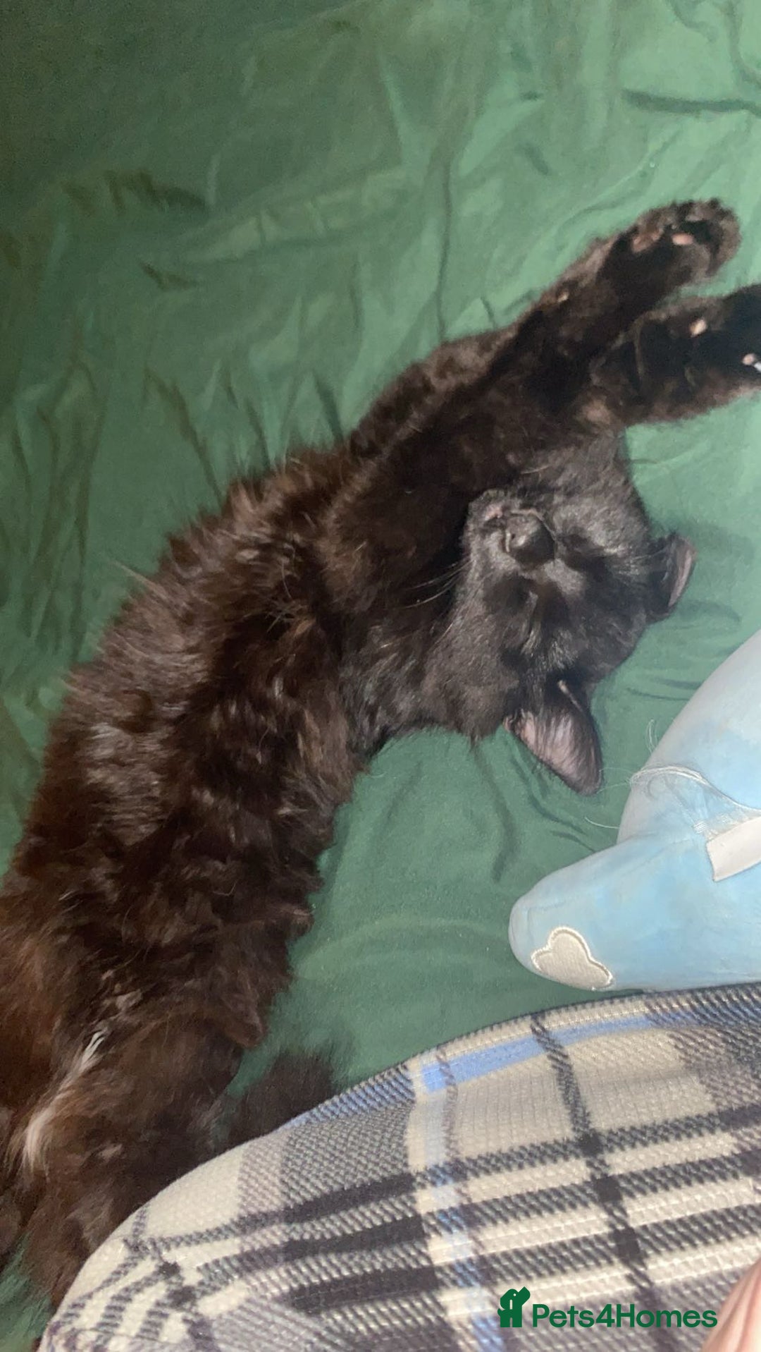 British Longhair cats for sale: 7month old male cat - Advert 4