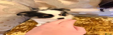 Chihuahua Puppy 1