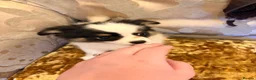Chihuahua dogs for sale: Chihuahua Puppies  in Dudley - Advert 15