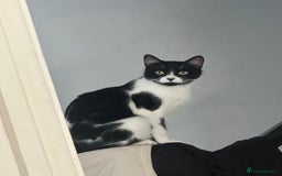 Mixed Breed cats for sale: Margot - Image 6