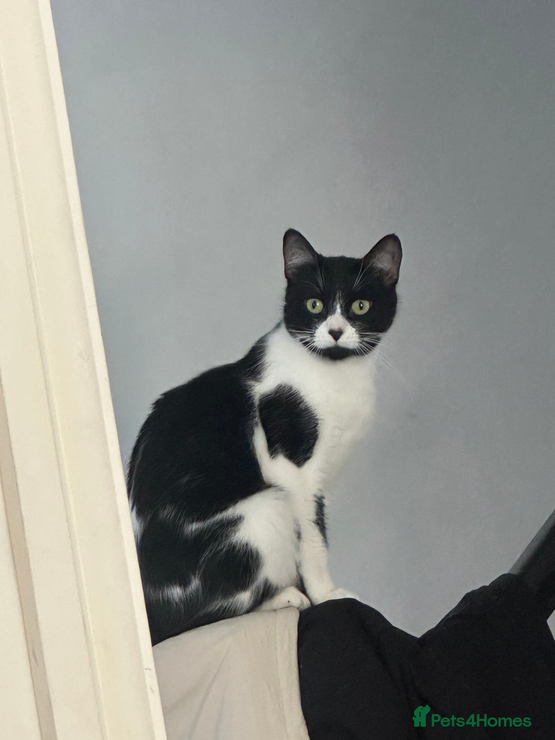 Mixed Breed cats for sale: Margot - Image 6